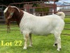 1X BOER GOAT STUD BUCK Lukas Burger Boer Goats