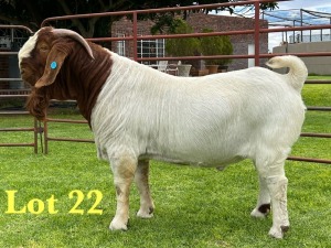 1X BOER GOAT STUD BUCK Lukas Burger Boer Goats