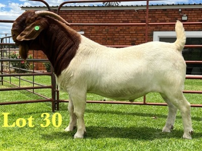 1X BOER GOAT FLOCK ON TEATS BUCK Lukas Burger Boer Goats