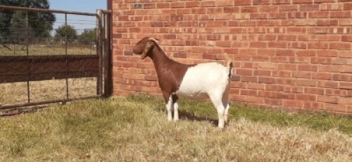 LOT 178 1 X BOERBOK OOI/EWE LAS VACUS BOERBOKKE KUDDE/FLOCK