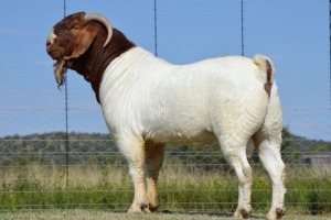 LOT 1 1 X BOERBOK Ram Dome Africa Boer Goat Stud (1280) - STOET\STUD