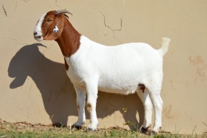 LOT 103 1 X BOERBOK OOI/EWE Dome Africa Boer Goat Stud (1280) - KUDDE/FLOCK