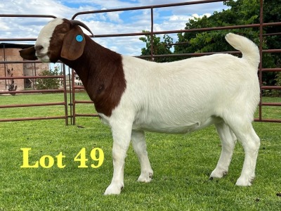 1X BOER GOAT STUD DOE Lukas Burger Boer Goats