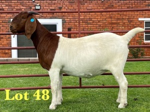 1X BOER GOAT STUD DOE Lukas Burger Boer Goats