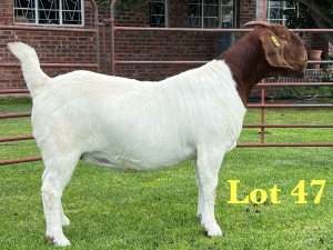 1X BOER GOAT STUD DOE Lukas Burger Boer Goats