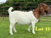 1X BOER GOAT FLOCK ON COLOUR DOE Lukas Burger Boer Goats