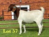 1X BOER GOAT STUD DOE Lukas Burger Boer Goats