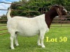 1X BOER GOAT STUD DOE Lukas Burger Boer Goats