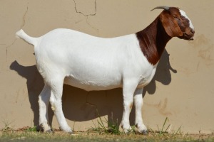 LOT 125 1 X BOERBOK OOI/EWE Dome Africa Boer Goat Stud (1280) - KUDDE/FLOCK