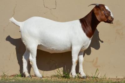 LOT 125 1 X BOERBOK OOI/EWE Dome Africa Boer Goat Stud (1280) - KUDDE/FLOCK