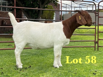 1X BOER GOAT STUD DOE Lukas Burger Boer Goats