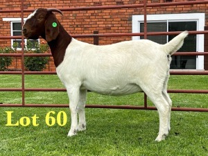 1X BOER GOAT FLOCK DOE Lukas Burger Boer Goats