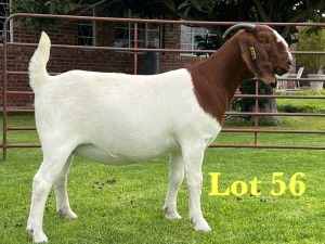 1X BOER GOAT STUD DOE Lukas Burger Boer Goats