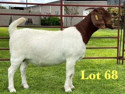 1X BOER GOAT STUD DOE Lukas Burger Boer Goats