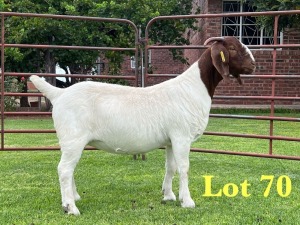 1X BOER GOAT FLOCK DOE Lukas Burger Boer Goats