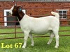 1X BOER GOAT STUD DOE Lukas Burger Boer Goats