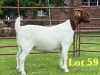 1X BOER GOAT STUD DOE Lukas Burger Boer Goats