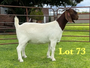 1X BOER GOAT STUD DOE Lukas Burger Boer Goats