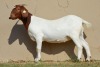 LOT 127 1 X BOERBOK OOI/EWE Dome Africa Boer Goat Stud (1280) - KUDDE/FLOCK