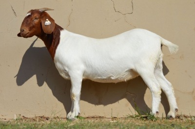 LOT 127 1 X BOERBOK OOI/EWE Dome Africa Boer Goat Stud (1280) - KUDDE/FLOCK