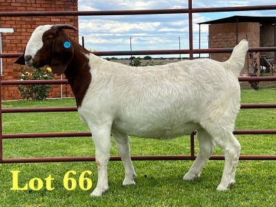 1X BOER GOAT STUD DOE Lukas Burger Boer Goats