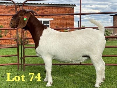 1X BOER GOAT FLOCK ON COLOUR DOE Lukas Burger Boer Goats