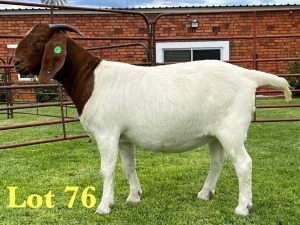 1X BOER GOAT FLOCK DOE Lukas Burger Boer Goats