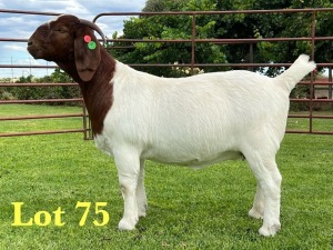 1X BOER GOAT FLOCK DOE Lukas Burger Boer Goats