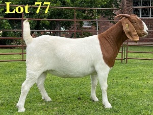 1X BOER GOAT FLOCK DOE Lukas Burger Boer Goats