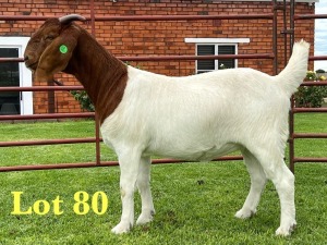 1X BOER GOAT FLOCK DOE Lukas Burger Boer Goats