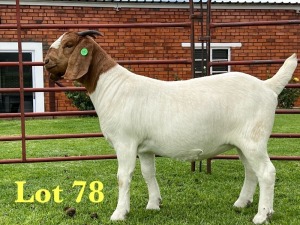 1X BOER GOAT FLOCK DOE Lukas Burger Boer Goats