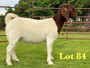 1X BOER GOAT FLOCK ON TEATS DOE Lukas Burger Boer Goats