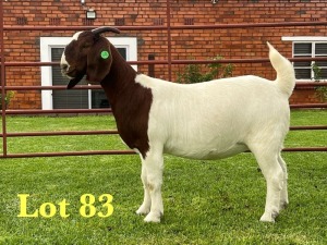 1X BOER GOAT FLOCK ON TEATS DOE Lukas Burger Boer Goats