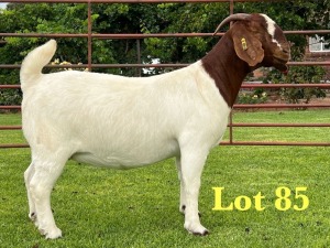 1X BOER GOAT FLOCK ON COLOUR DOE Lukas Burger Boer Goats