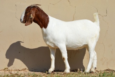 LOT 126 1 X BOERBOK OOI/EWE Dome Africa Boer Goat Stud (1280) - KUDDE/FLOCK