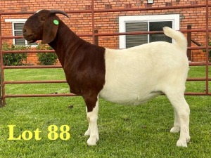 1X BOER GOAT FLOCK ON TEATS DOE Lukas Burger Boer Goats