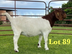 1X BOER GOAT FLOCK DOE Lukas Burger Boer Goats