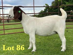 1X BOER GOAT FLOCK DOE Lukas Burger Boer Goats