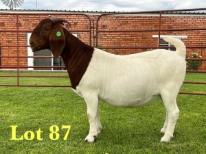 1X BOER GOAT DOE Lukas Burger Boer Goats