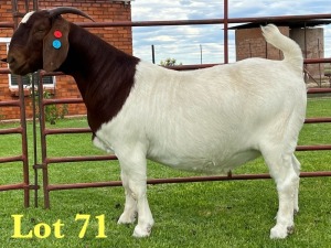 1X BOER GOAT STUD DOE Lukas Burger Boer Goats