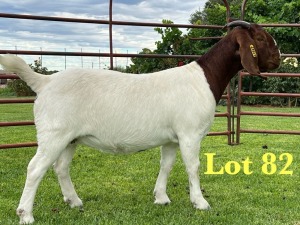 1X BOER GOAT FLOCK ON TEATS DOE Lukas Burger Boer Goats