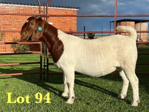 1X BOER GOAT STUD DOE Lukas Burger Boer Goats