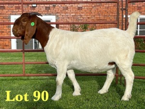 1X BOER GOAT FLOCK DOE Lukas Burger Boer Goats