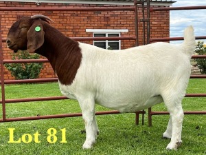 1X BOER GOAT FLOCK ON COLOUR DOE Lukas Burger Boer Goats