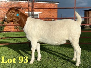 1X BOER GOAT STUD DOE Lukas Burger Boer Goats