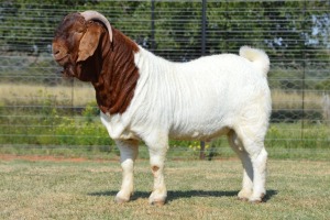 LOT 4 1 X BOERBOK Ram Dome Africa Boer Goat Stud (1280) - STOET\STUD
