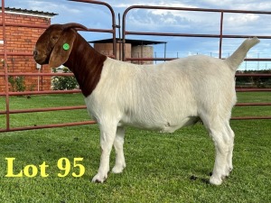 1X BOER GOAT FLOCK DOE Lukas Burger Boer Goats