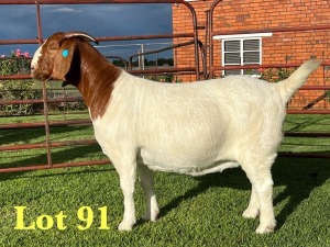 1X BOER GOAT STUD DOE Lukas Burger Boer Goats