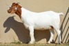 LOT 128 1 X BOERBOK OOI/EWE Dome Africa Boer Goat Stud (1280) -KUDDE/FLOCK