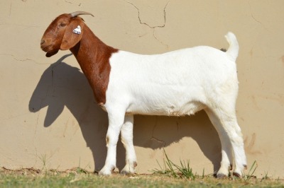 LOT 129 1 X BOERBOK OOI/EWE Dome Africa Boer Goat Stud (1280) -STOET/STUD